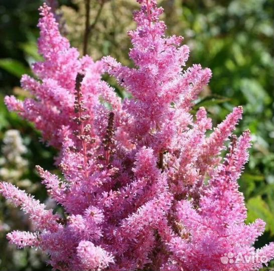 Садовые цветы, многолетники