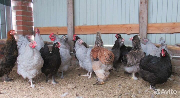 Петухи породные разных возрастов