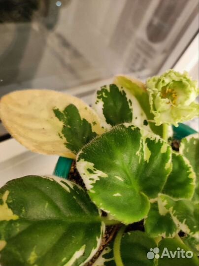 Фиалка в горшках