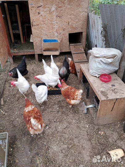 Куры несушки