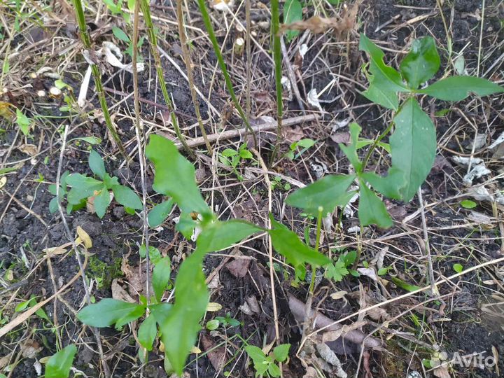 Флокс (без сорта)