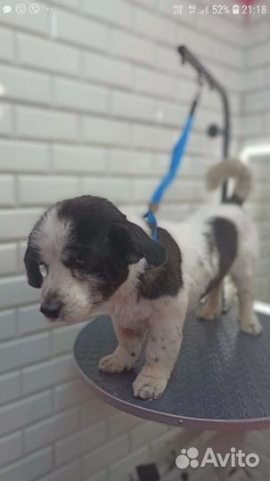 Маленькая собака в добрые руки