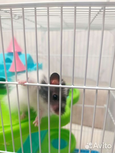 Сирийские хомяки с клеткой