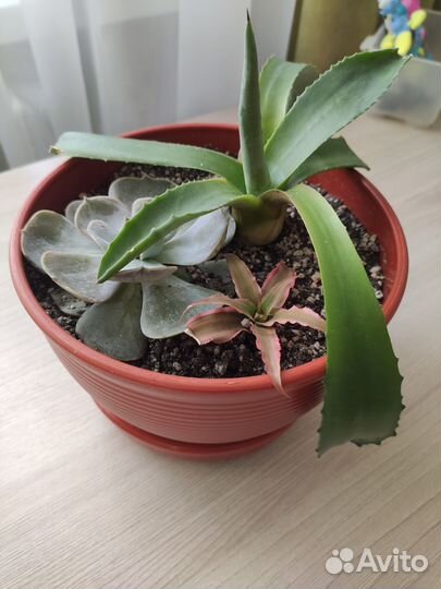 Суккуленты