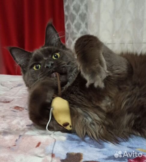 Мейн-кун мальчик