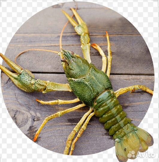 Раки парковый