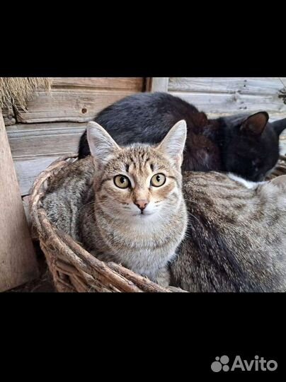 Молодые кошечки