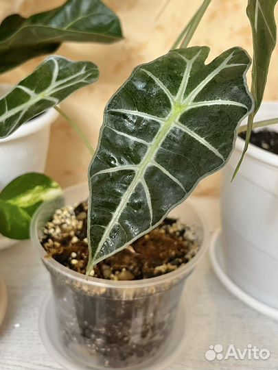 Алоказия Полли