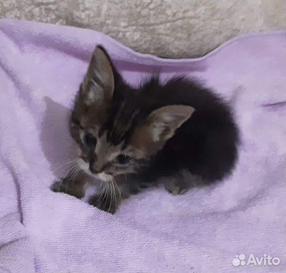 Пристраивается кроха-найденыш (мальчик)