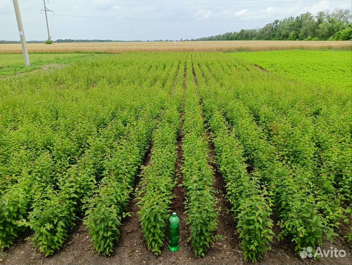 Подвой антипка яблоня груша алыча клён