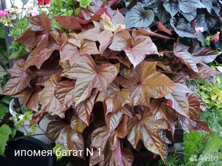 Ипомея батат срез