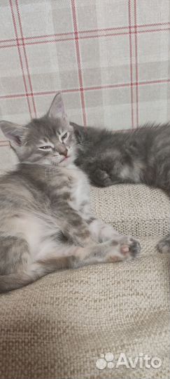 Котята