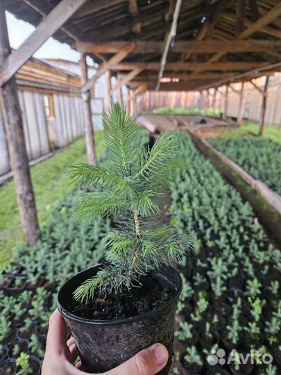 Саженцы голубой ели