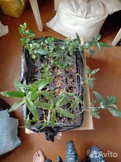 Комнатные цветы