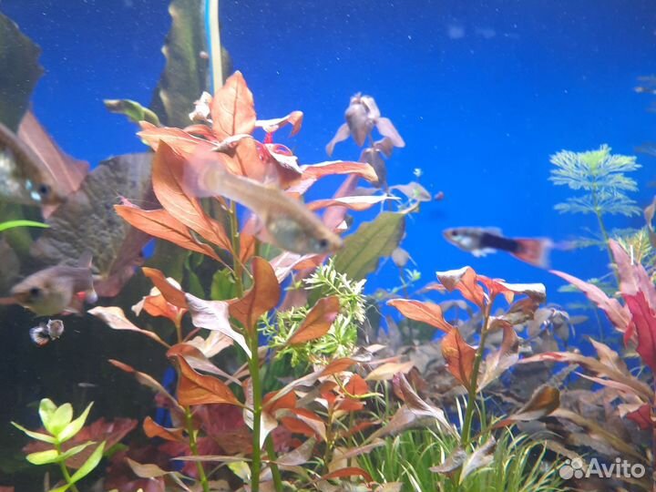 Аквариумные растения прополка