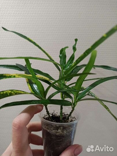 Кодиеум кротон Твист энд Поинт (или Пигтейл)