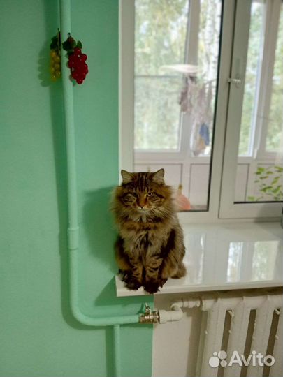 Курильский бобтейл