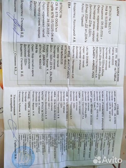 Дратхаар вязка