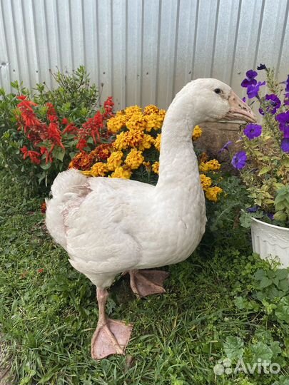 Гуси Линда птицеферма якты-кен