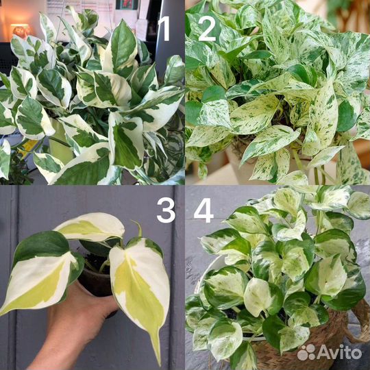 Сциндапсусы и филодендроны