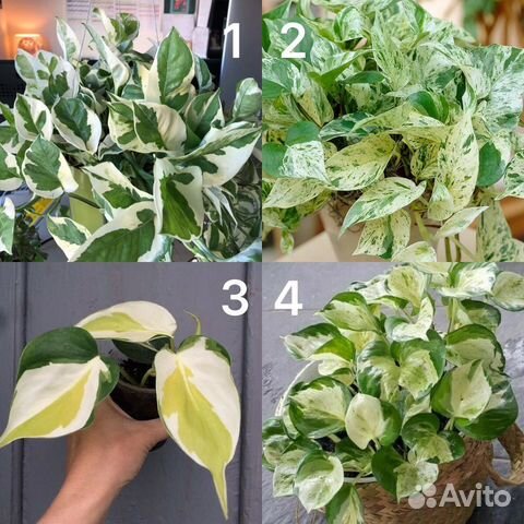 Сциндапсусы и филодендроны