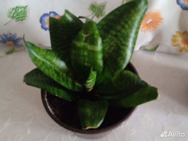 Сансевиерия