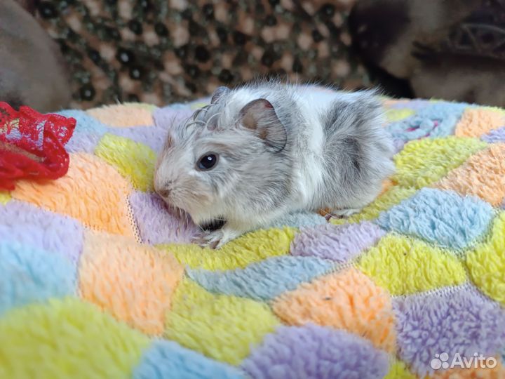 Морские свинки