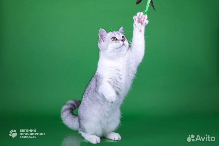 Шотландские прямоухие котята