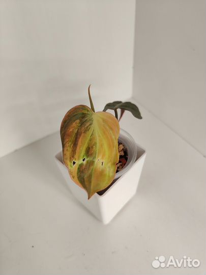 Филодендрон миканс вариегатный