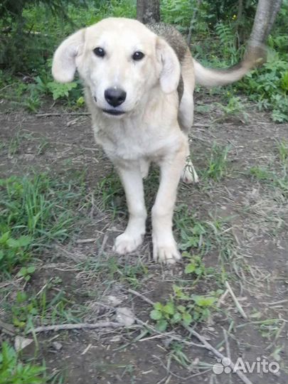 Марточка 5 мес ищет дом