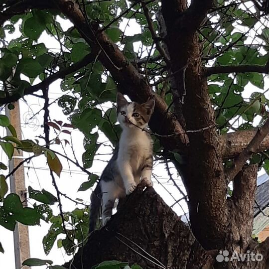 Кошечка в добрые руки