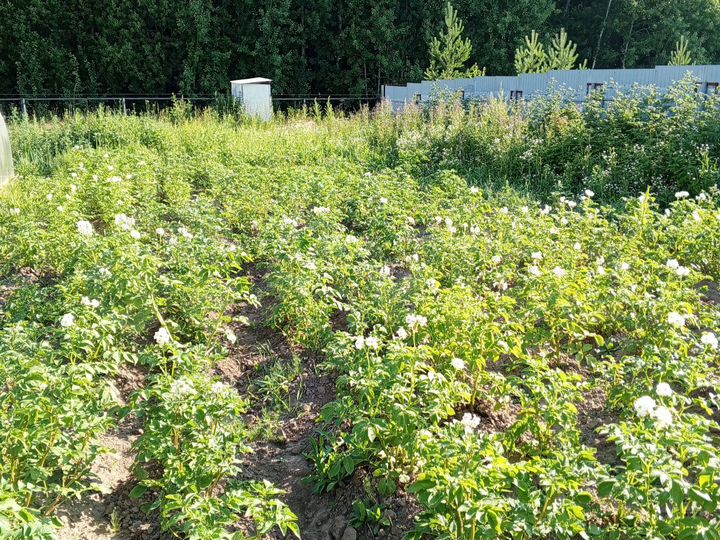 Участок 7 сот. (ИЖС)