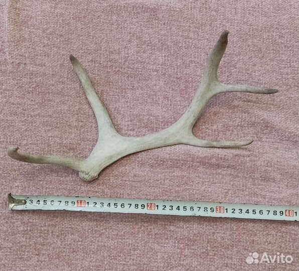 Рога оленя