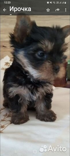 Йоркширский терьер щенки