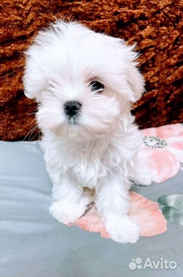 Красивые щенки Мальтезе. Мальтийская болонка РКФ