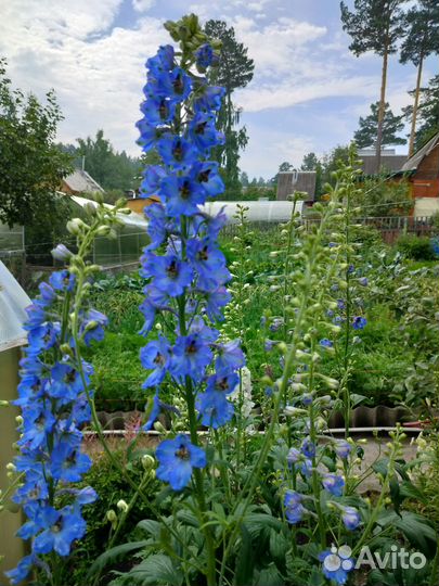 Дельфиниум саженцы