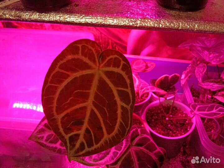 Антуриум кристолиниум