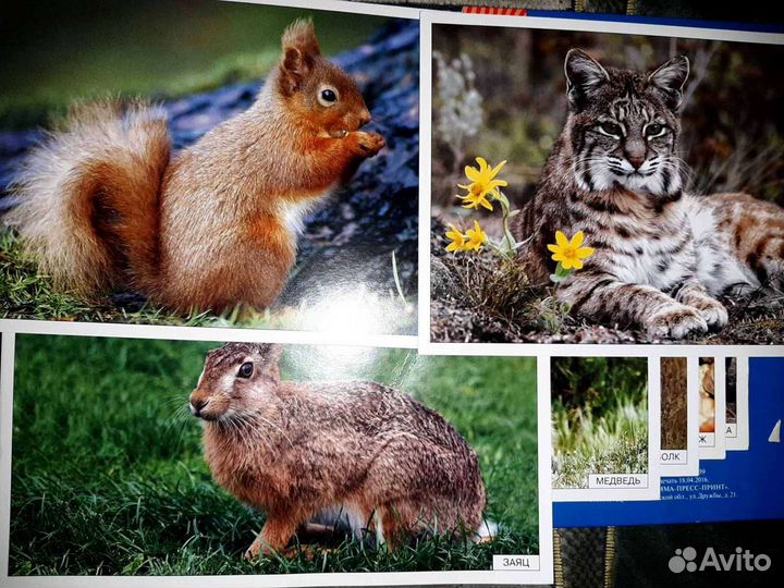 Детям о лесных животных