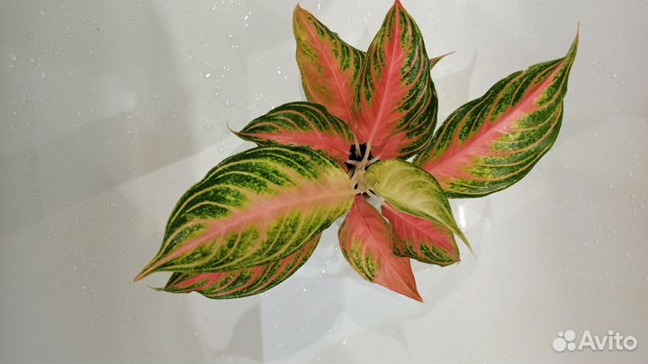 Аглаонема ассорти