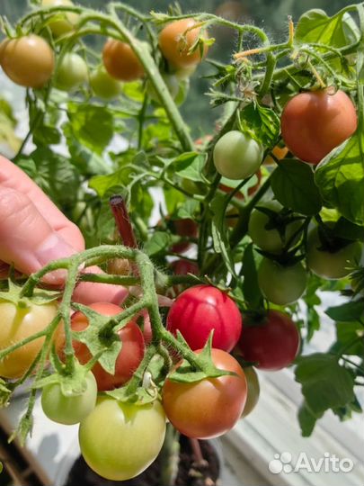 Рассада помидор (томатов) горшочных красных