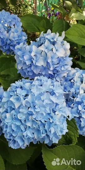 Гортензия крупнолистная саженцы