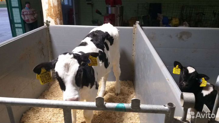 Бычки и телочки