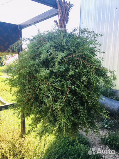 Веники для бани Беспл. доставка