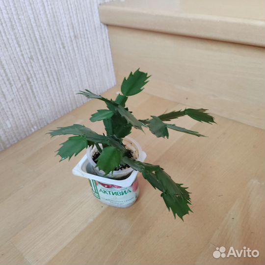 Комнатные цветы