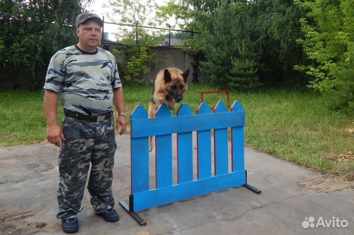 Дрессировка собак