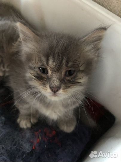 Котята бесплатно