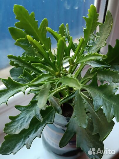 Комнатные растения