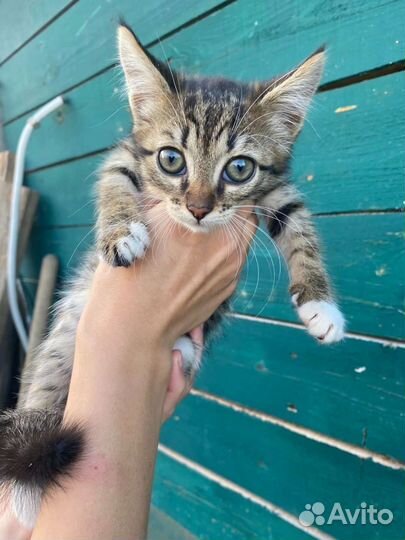 Котенок девочка 2 месяца