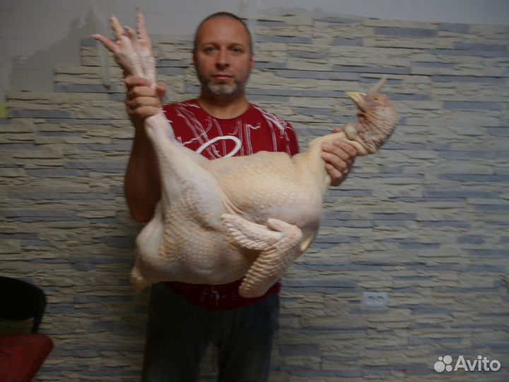 Индюшата суточные, тяжёлый кросс Биг6