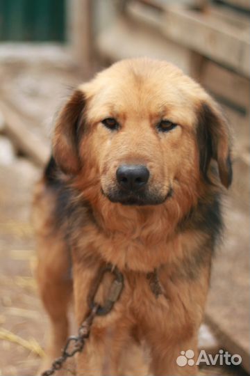 Самая лучшая собака в добрые руки